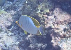 Chaetodon xanthocephalus