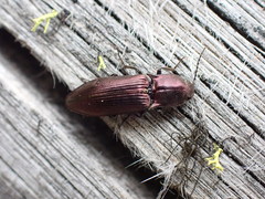 Nitidolimonius