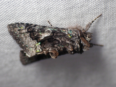 Behrensia conchiformis