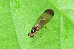 Ptecticus longipennis