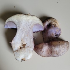 Cortinarius subolivascens