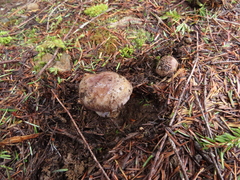 Cortinarius subolivascens