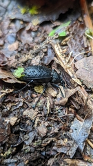 Cychrus tuberculatus