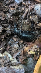 Cychrus tuberculatus