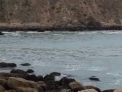 Phoca vitulina richardii
