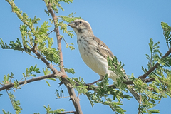 Crithagra reichenowi