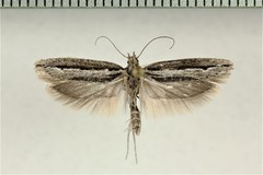 Ypsolopha flavistrigella