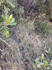 Elymus stebbinsii