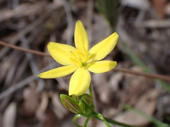 Tricoryne simplex