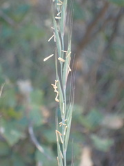 Elymus stebbinsii