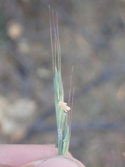 Elymus stebbinsii
