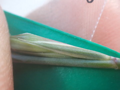 Elymus stebbinsii
