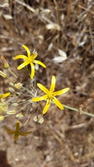 Bloomeria crocea aurea