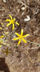 Bloomeria crocea aurea