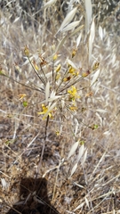 Bloomeria crocea aurea