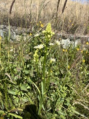 Toxicoscordion fontanum