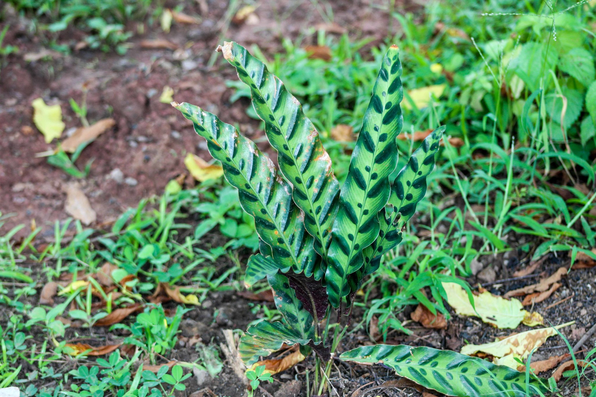 Imagem de Maranta cascavel