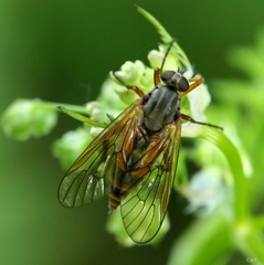 Rhagio annulatus
