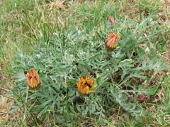 Gazania linearis
