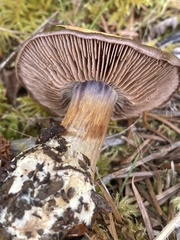 Cortinarius subolivascens