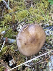 Cortinarius subolivascens