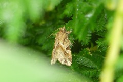 Callopistria flavitincta