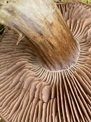 Cortinarius subolivascens