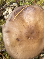 Cortinarius subolivascens