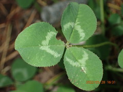 Trifolium repens