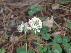 Trifolium repens