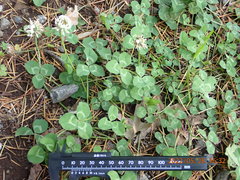 Trifolium repens