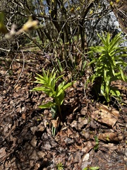 Lysimachia thyrsiflora