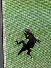 Sceloporus undulatus