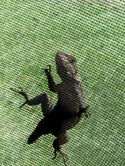Sceloporus undulatus