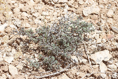 Eriogonum microtheca simpsonii