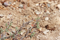 Eriogonum microtheca simpsonii