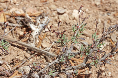 Eriogonum microtheca simpsonii