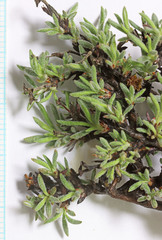 Eriogonum microtheca simpsonii