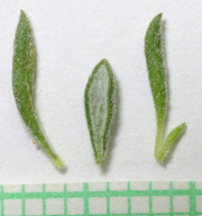 Eriogonum microtheca simpsonii