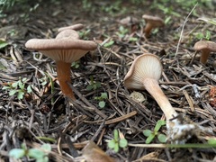 Infundibulicybe squamulosa