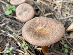 Infundibulicybe squamulosa