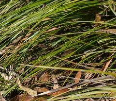 Tiliqua scincoides