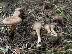 Infundibulicybe squamulosa