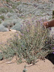 Penstemon incertus