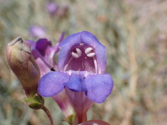 Penstemon incertus