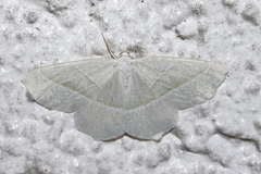 Campaea margaritaria