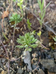 Alyssum umbellatum