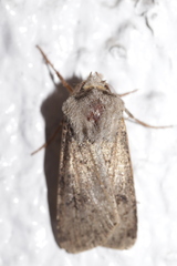 Agrotis segetum