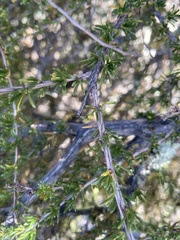 Eriophyes adenostomae