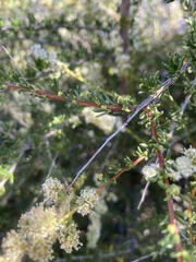 Eriophyes adenostomae